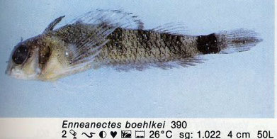 Enneanectes boehlkei